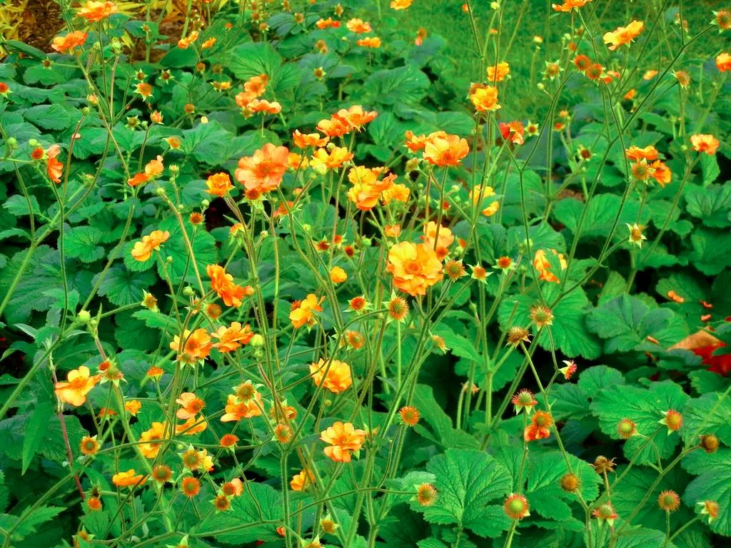 Geum coccineum'Borisii'