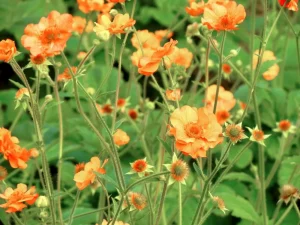 Geum coccineum 'Borisii'