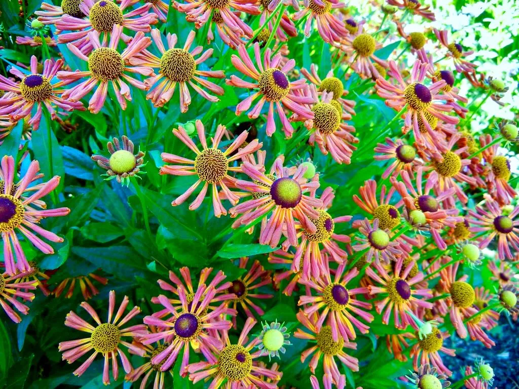 Helenium Loysder Wieck-1 - Online Flower Garden Helenium'Loysder Wieck'