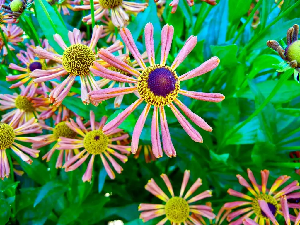Helenium Loysder Wieck - Online Flower Garden Helenium 'Loysder Wieck'