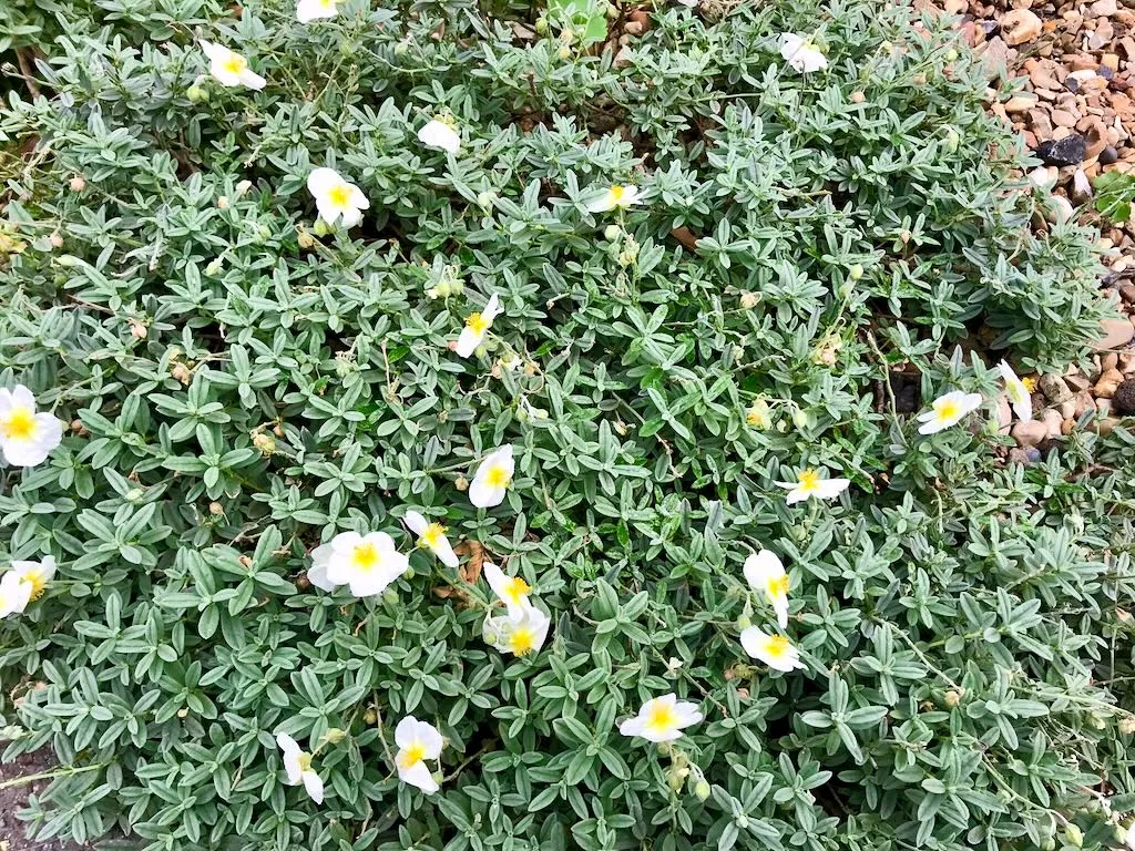 Helianthemum apenninum-1 - Online Flower Garden Helianthemum apenninum