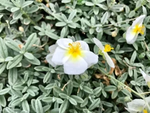 Helianthemum apenninum