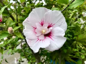 Hibiscus syriacus 'Speciosus'