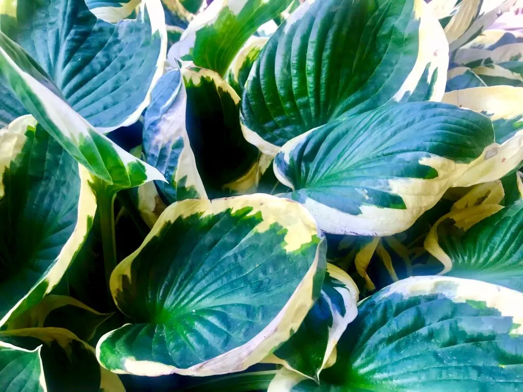 Hosta'Patriot'