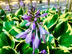 Hosta 'Patriot'