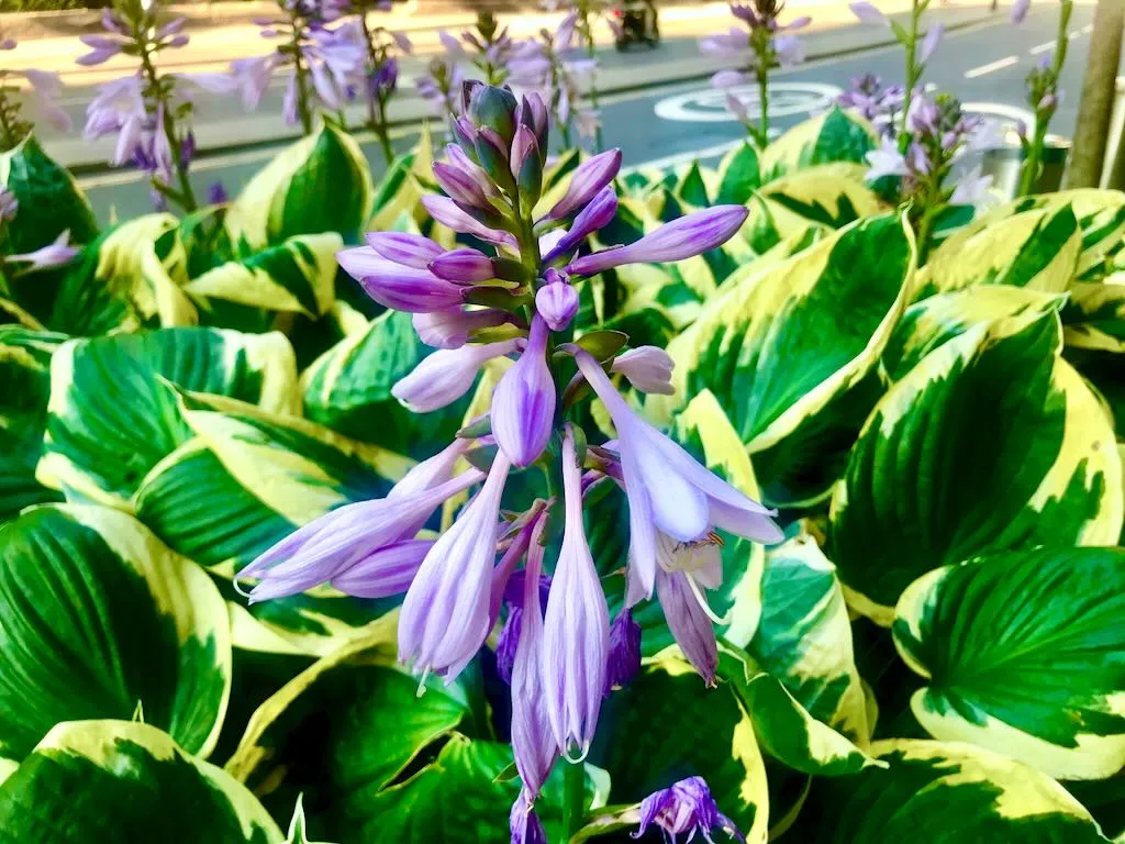 Hosta 'Patriot'