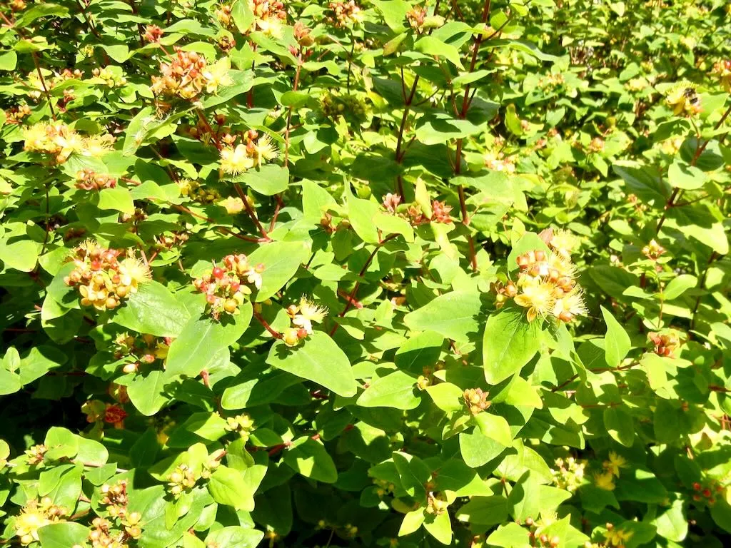 Hypericum androsaemum