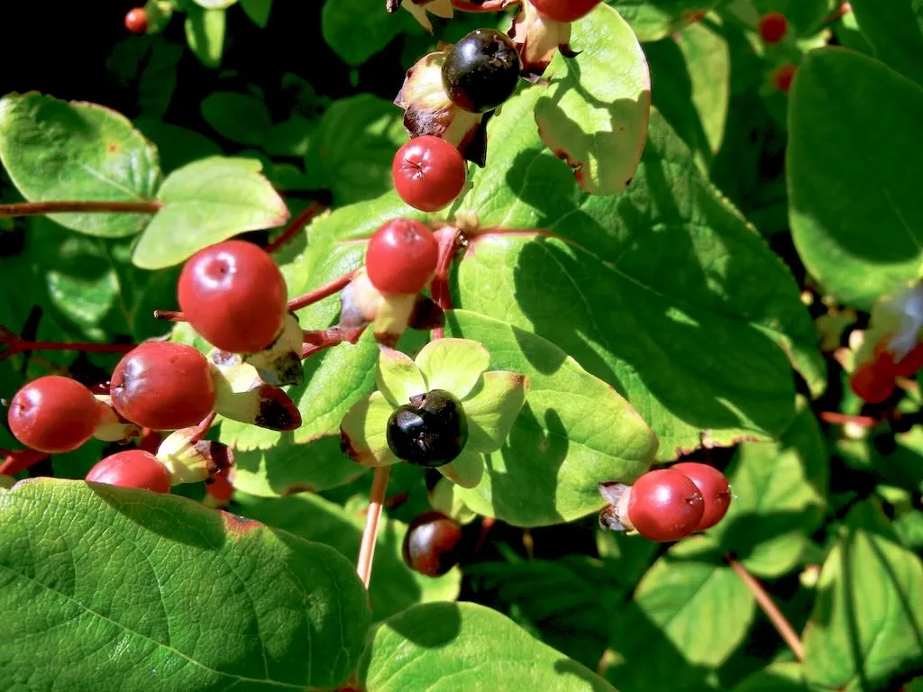 Hypericum androsaemum