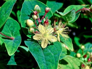 Hypericum androsaemum
