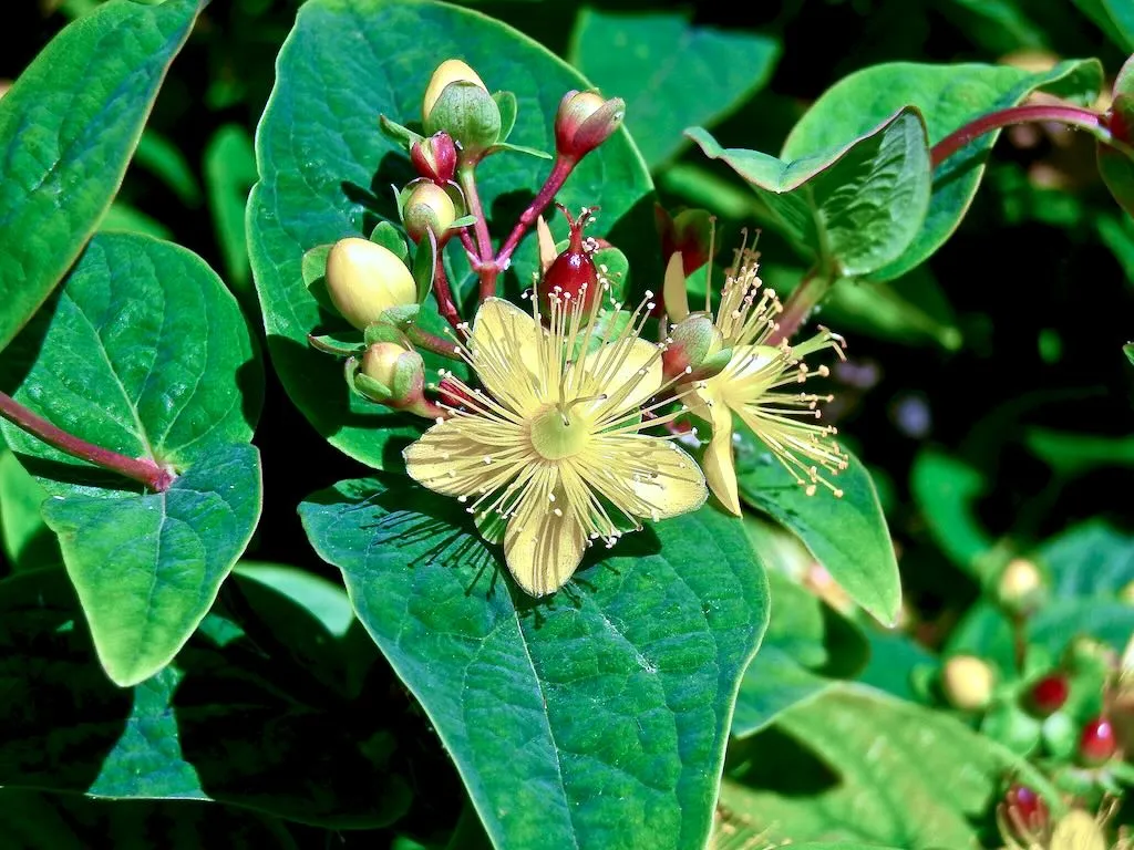 Hypericum androsaemum - Online Flower Garden Hypericaceae Hypericum androsaemum