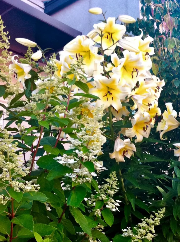 Lilium'Giant'