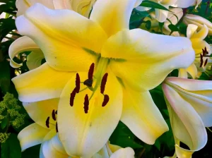 Lilium 'Giant'