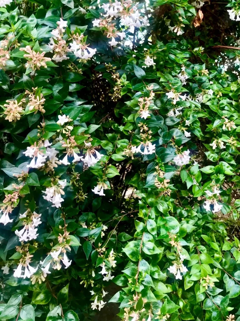Linnaea x grandiflora