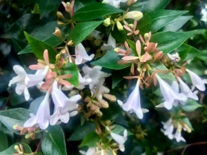 Linnaea x grandiflora