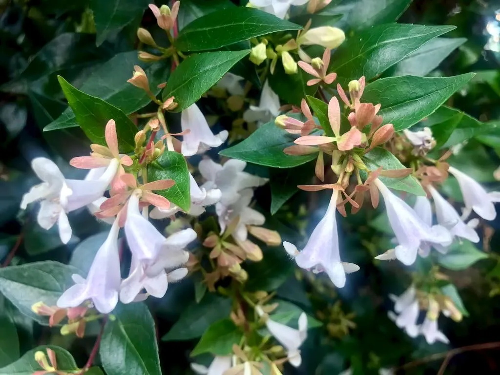 Linnaea x grandiflora