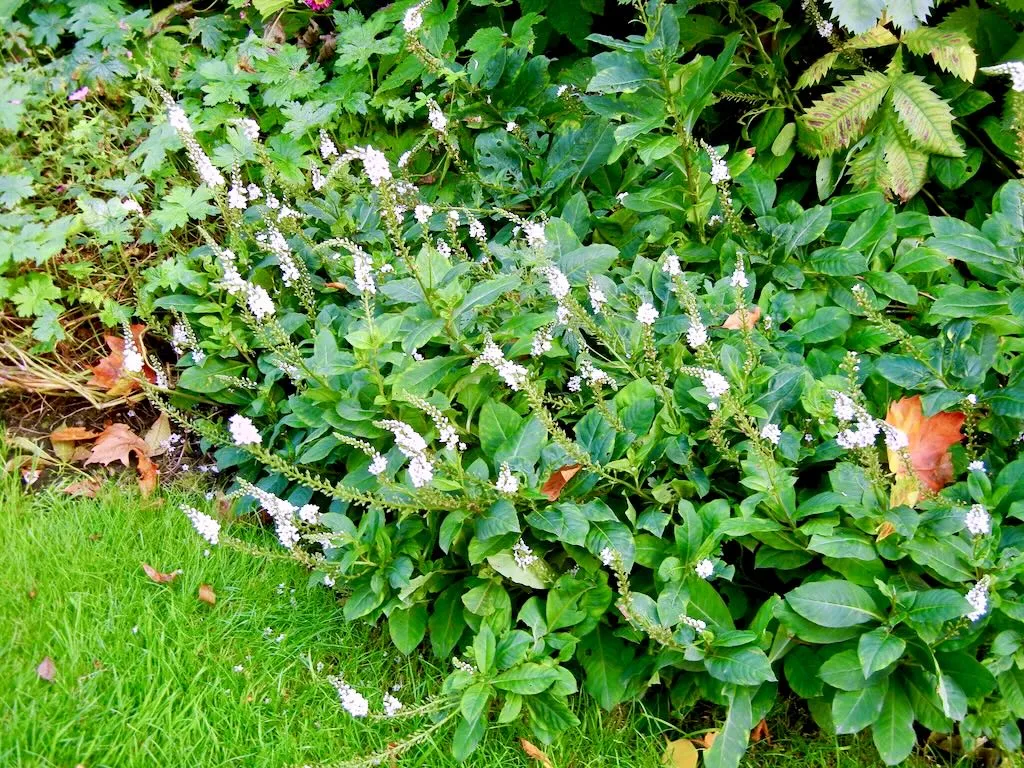 Lysimachia clethroides