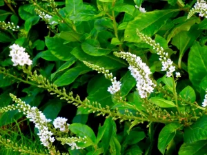 Lysimachia clethroides