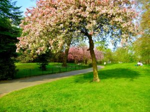 Malus floribunda