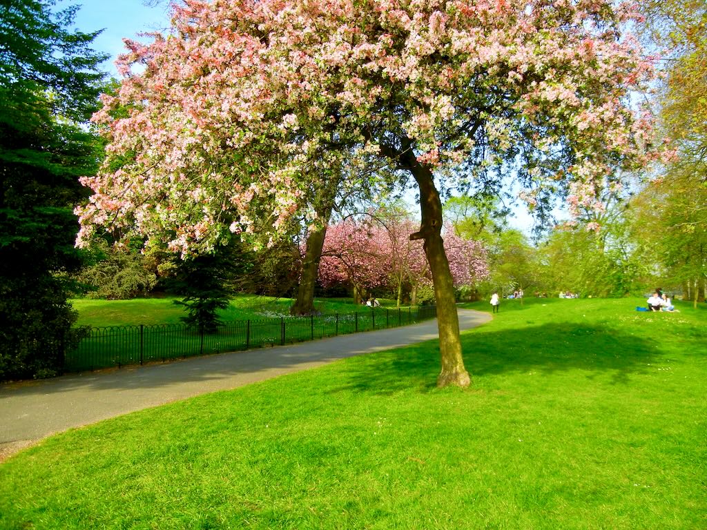 Malus floribunda-1 - Online Flower Garden Malus floribunda