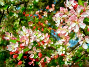 Malus floribunda