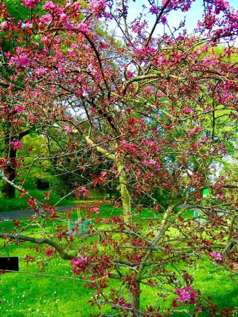 Malus purpurea Aldenhamensis-1 - Online Flower Garden Malus purpurea'Aldenhamensis'