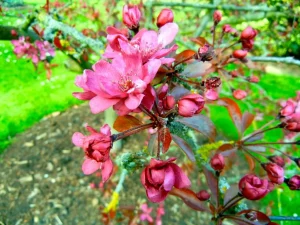 Malus purpurea 'Aldenhamensis'