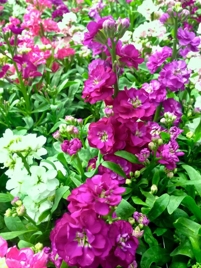 Matthiola incana