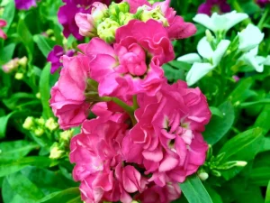 Matthiola incana