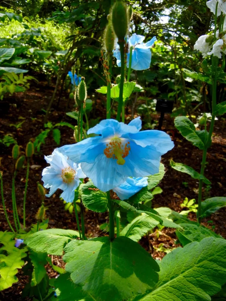 Meconopsis baileyi