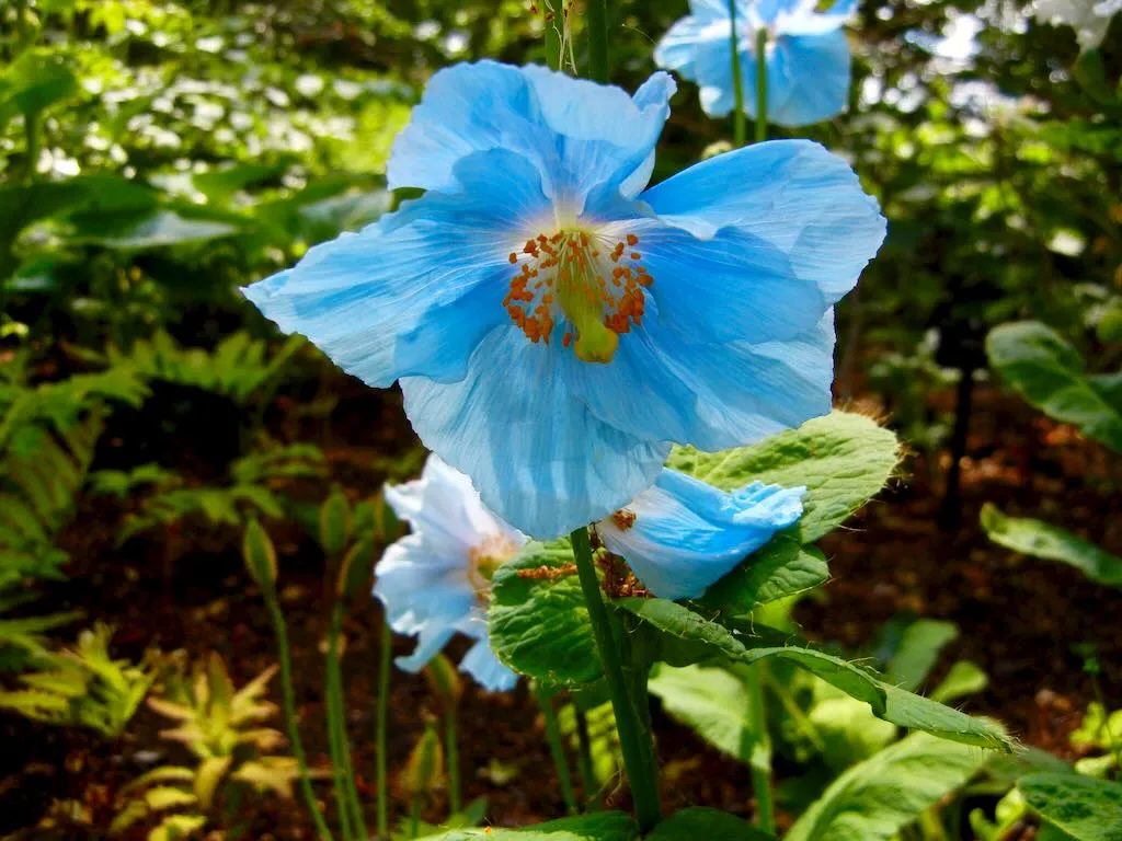 Meconopsis baileyi