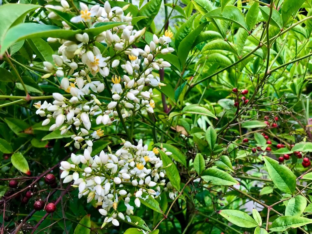 Nandina domestica