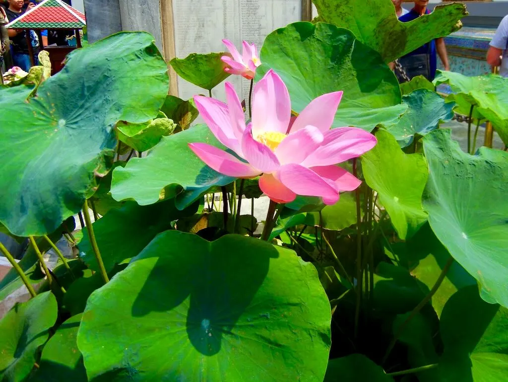 Nelumbo nucifera-1 - Online Flower Garden Nelumbo nucifera