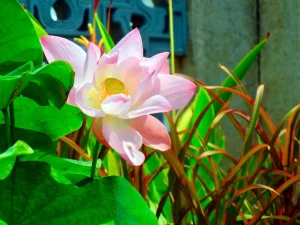 Nelumbo nucifera