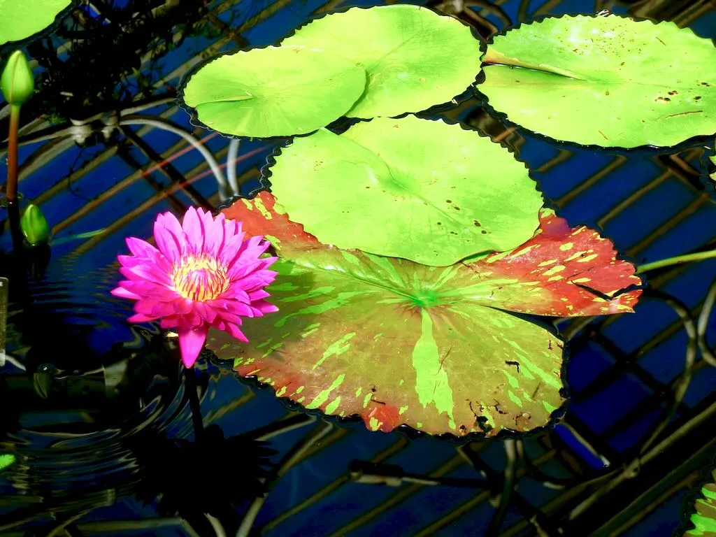 Nymphaea Bulls Eye-1 - Online Flower Garden Nymphaea'Bulls Eye'
