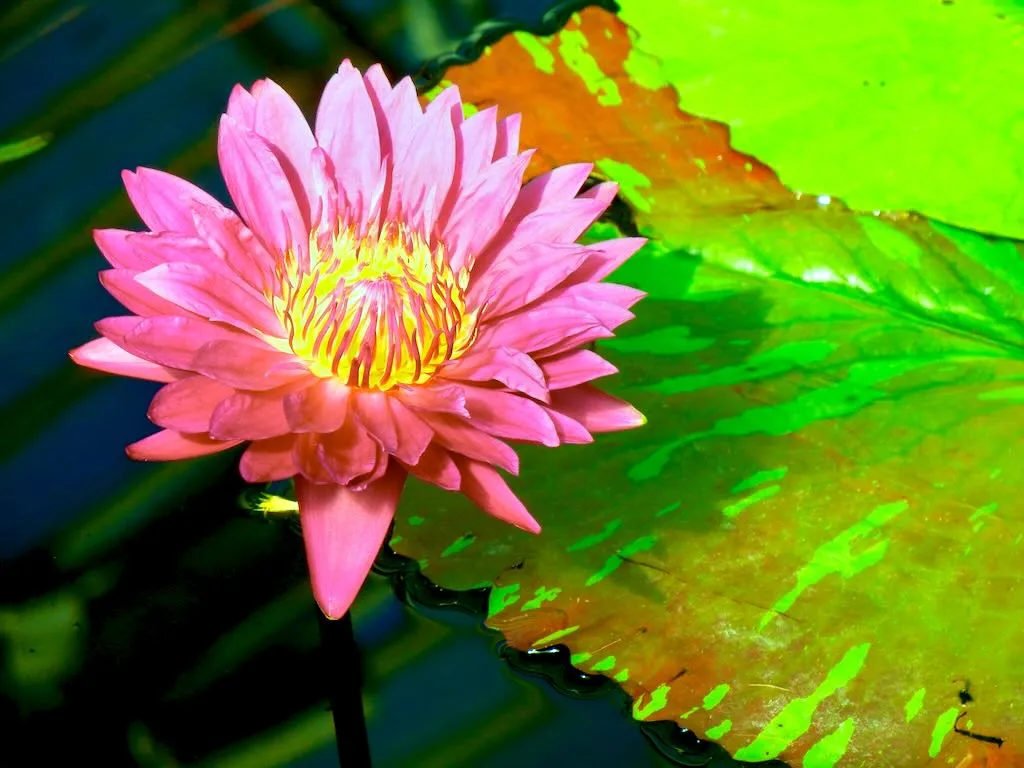Nymphaea Bulls Eye - Online Flower Garden Nymphaea 'Bulls Eye'