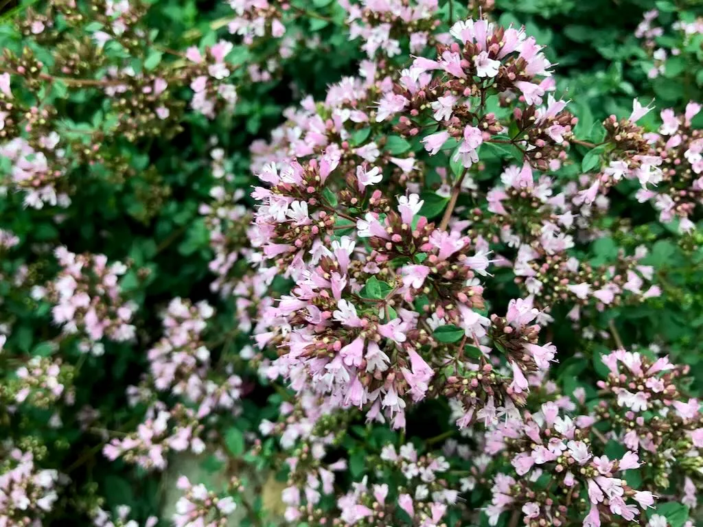 Origanum vulgare