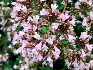 Origanum vulgare