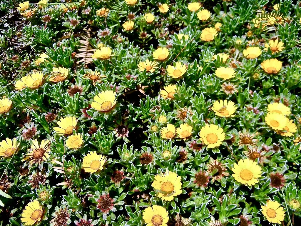 Pallenis maritima
