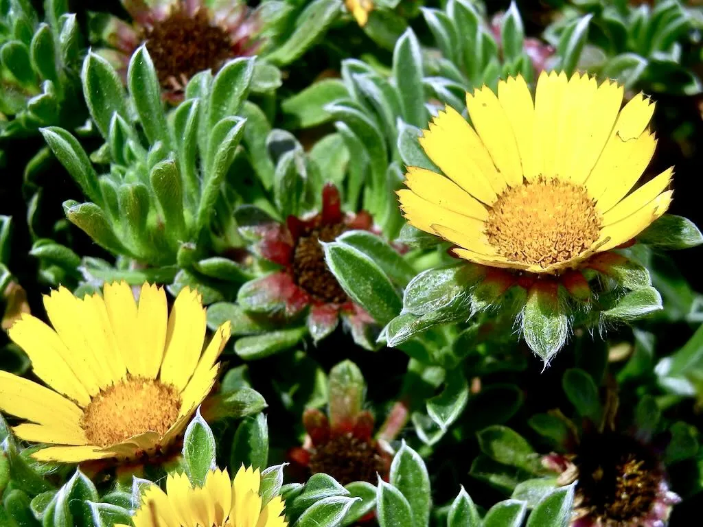 Pallenis maritima