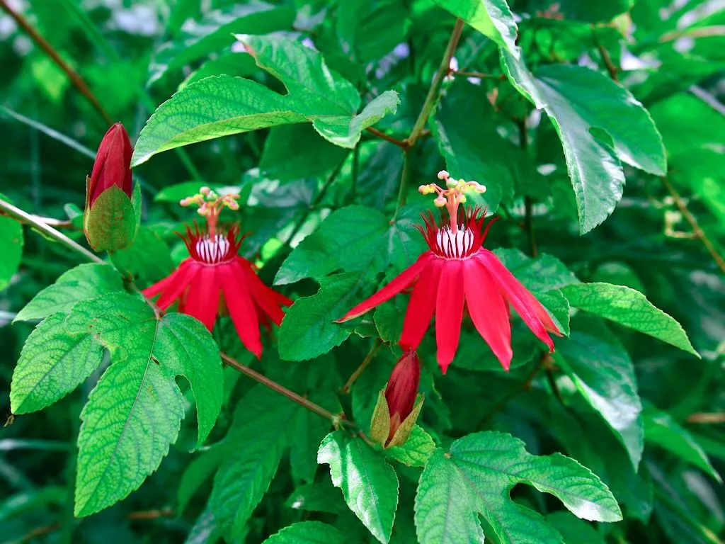 Passiflora vitifolia