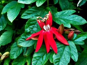 Passiflora vitifolia