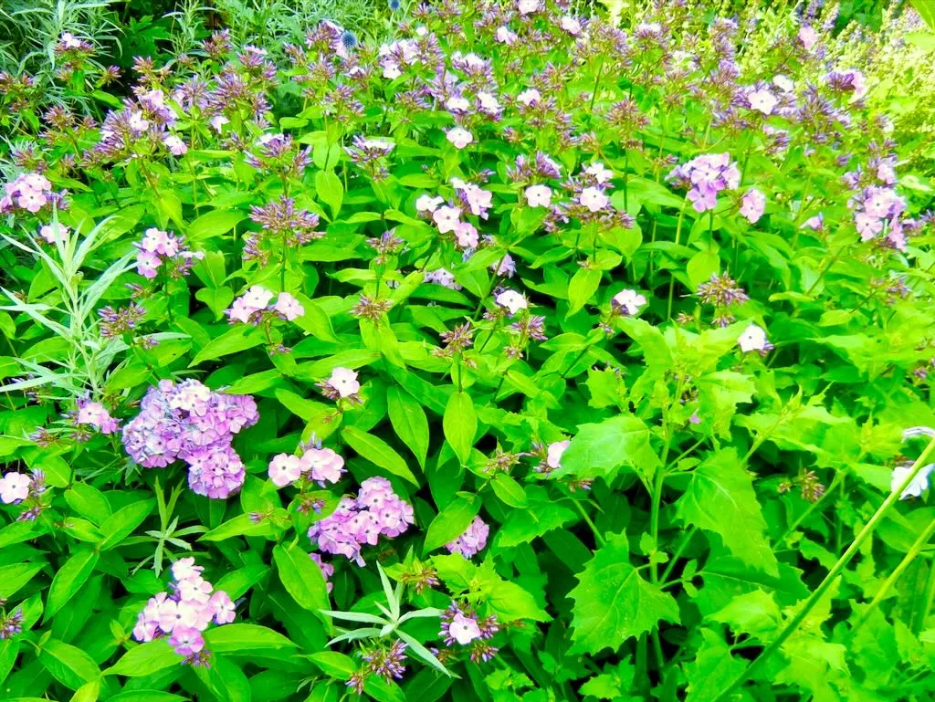 Phlox paniculata'Little Boy'