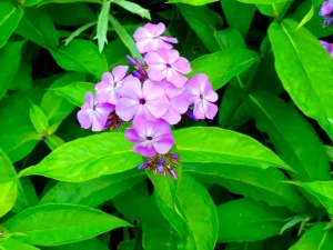 Phlox paniculata 'Little Boy'