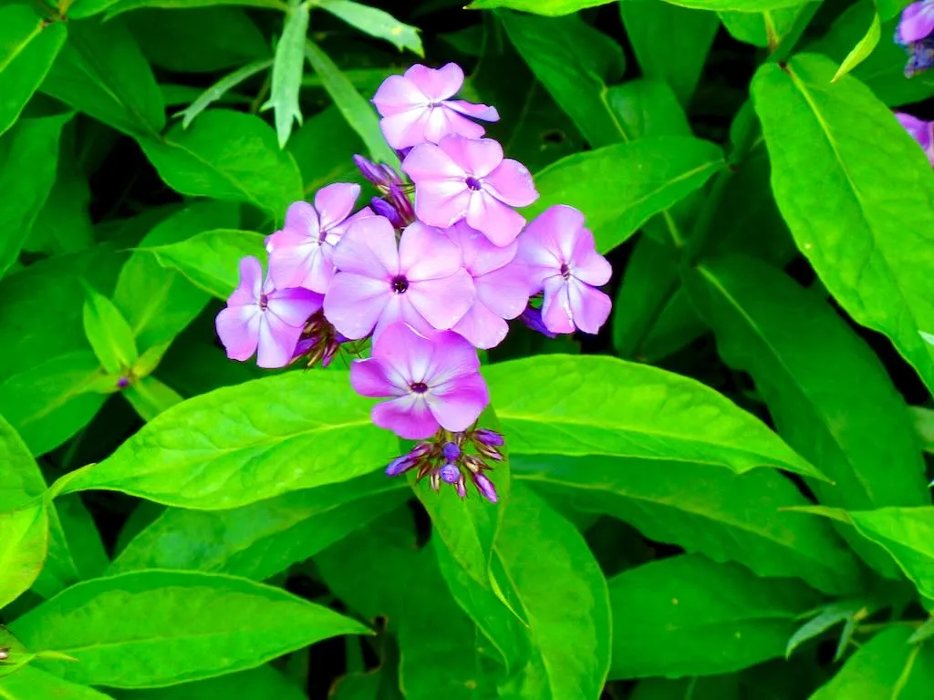 Phlox paniculata 'Little Boy'