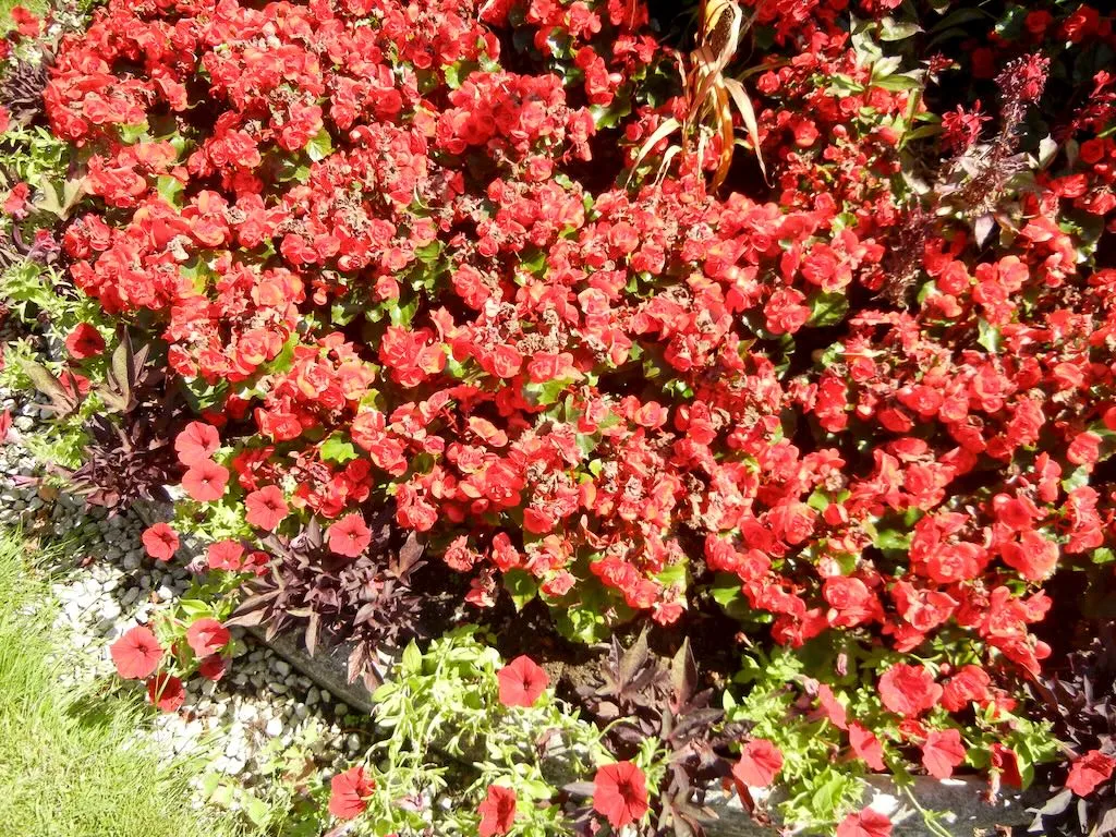 Regents Park-3 - Online Flower Garden Regent's Park Begonia and Petunia