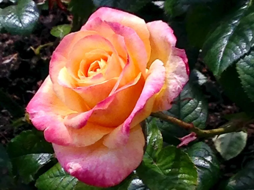 Britannia at Regent's Park