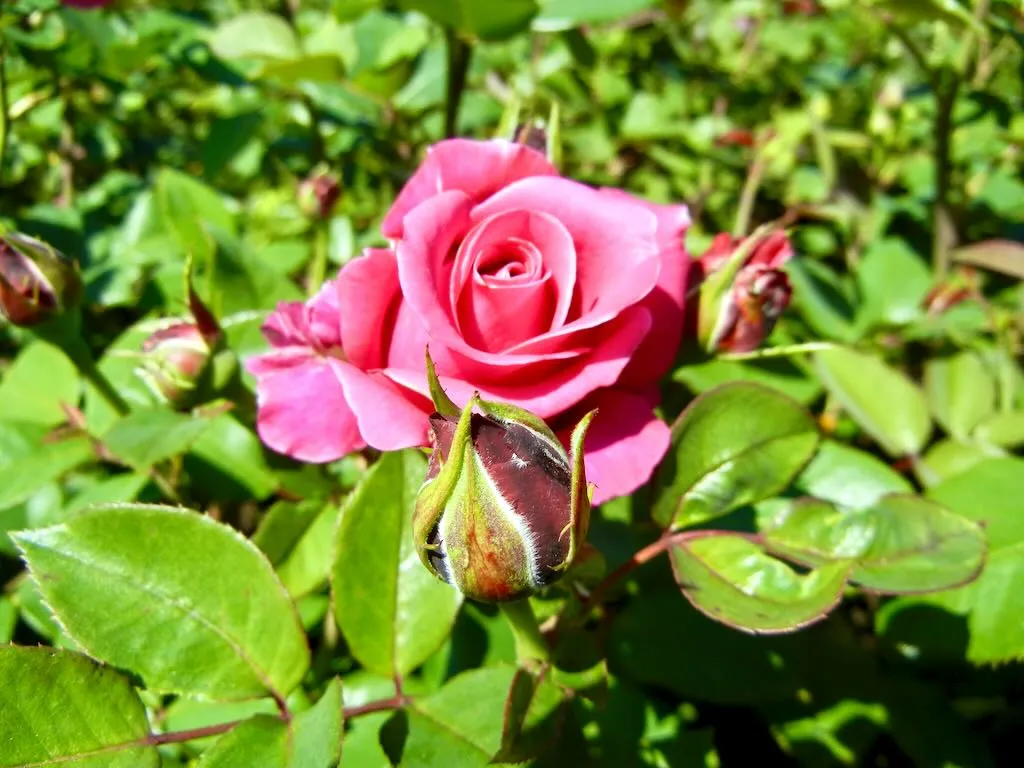 Rosa'Charisma' Rose at Regent's Park