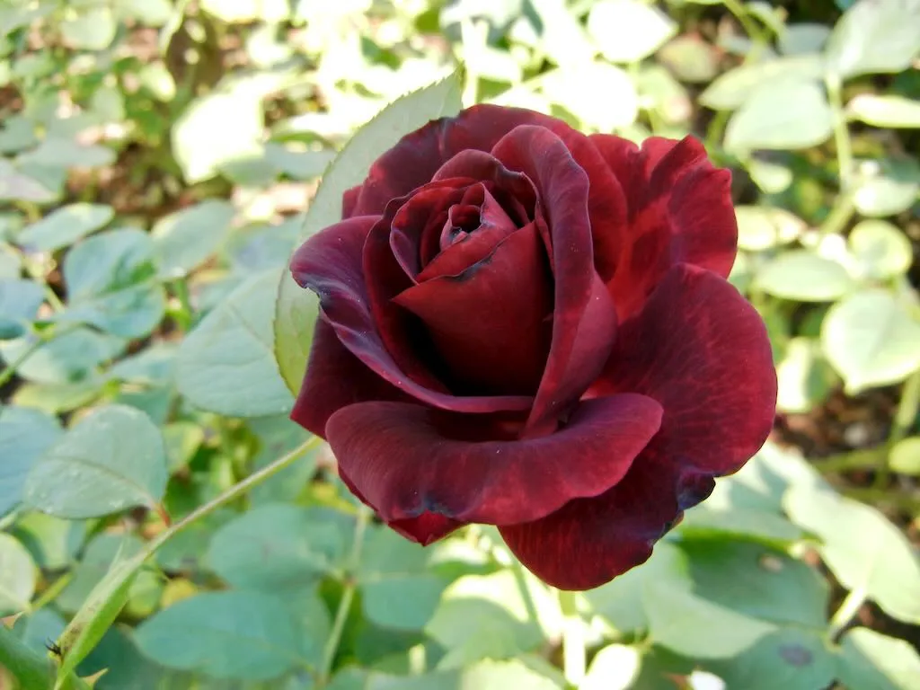 Rosa'Claret' 