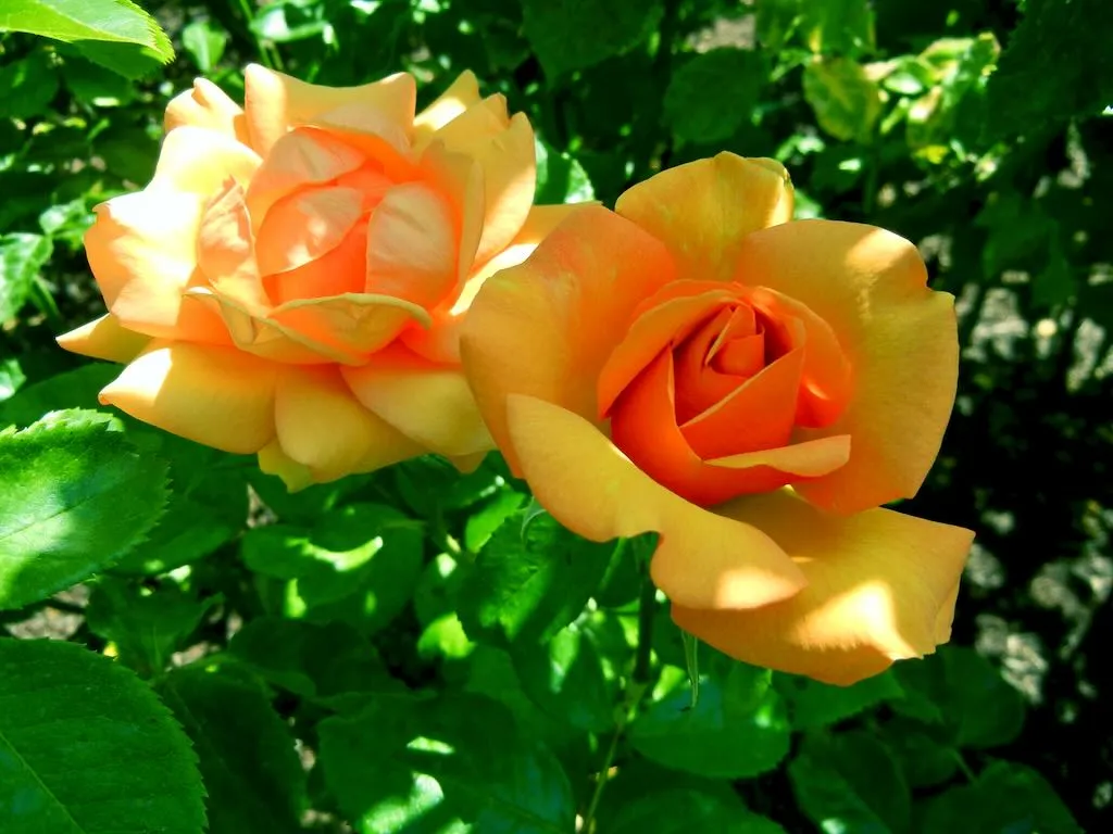 Rosa'Dawn Chorus' at Queen Mary's Garden