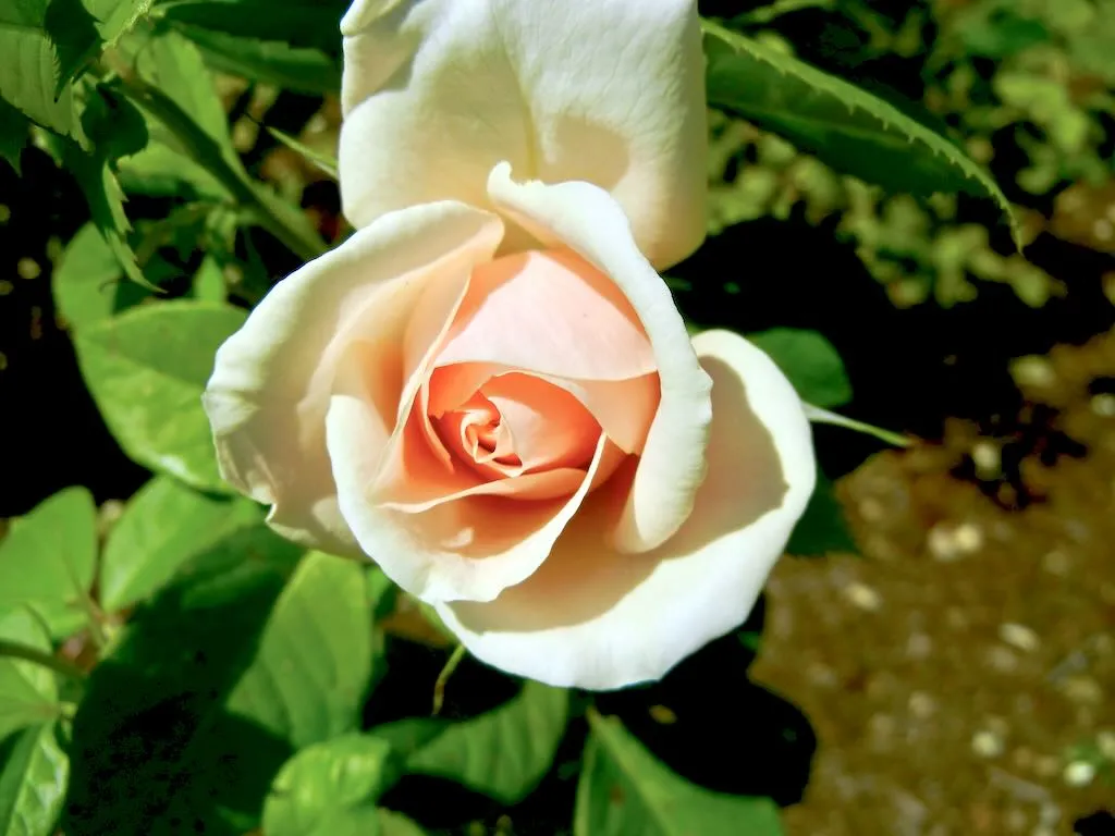 Rosa Donatella Rose at Regent's Park